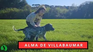 Alma de VillaBauMar con Mar &hearts;️ Setter inglese 🤠 iniciando a la joven cachorra de 4 meses 😊