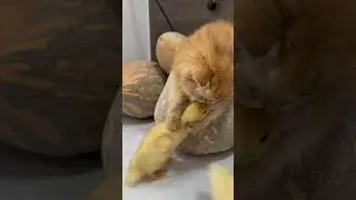 Cute kitten invites ducklings to play together!😂Cute and funny animals