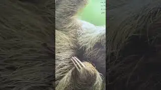 The Laziest Creature in the Jungle (Three Toed Sloth)