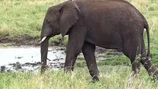 ELEPHANT STOCK VEDIOS FOR VLOGING | AZQAR GEE |FREE VEDIOS