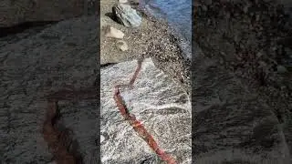 Adding lines to beach stones with foraged iron oxide #ecoart