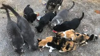 Alleycat Lane - The Breakfast Bunch #cat #love #cats #kitten #video #viral #catvideos #straycat #...