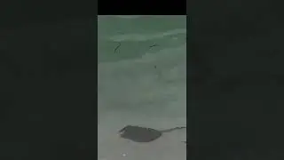 Florida Sting Ray #shorts