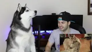TRY NOT TO HOWL or LAUGH CHALLENGE pt 2