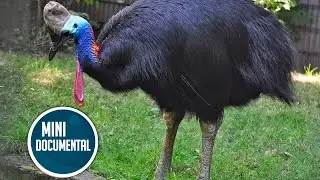 Casuario com&uacute;n (mini documental)