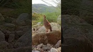 Gray Desi partridge Male sounded