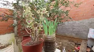 ⛔ Vendu ⛔Villa 203m à Chaiba Tipaza à vendre 💚💚 فيلا للبيع بسعر معقول مع كل الوثائق 💚💚