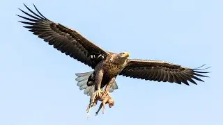 Top Amazon Wildlife: Exploring the Mysterious World of the Giant Harpy Eagle