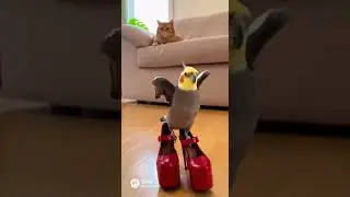 Tap Dancing Bird Annoys Cat