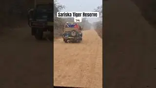 Calm Travel Vlog | Sariska Tiger Reserve #Sariska #drivingvlog #ladydriver #indiantravel #wildlife