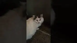 OLD TOM CAT GETS HUMAN LOVE AFTER 2 YEARS - CAT RESCUE - THE OLD WHITE TOM GETS A BREAK - 6064 -
