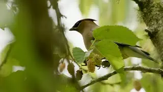 Protect Birds from Glass Collisions: Dim Lights at Nights, Treat Glass By Day