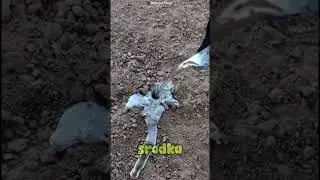 Zajrzał do wnętrza wężowej nory &mdash; efekt zaskoczył wszystkich!😯🤔