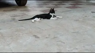 pet Cat smart entertainment is live