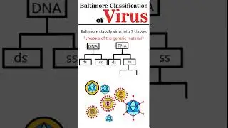 Baltimore Virus Classification: Part: 1