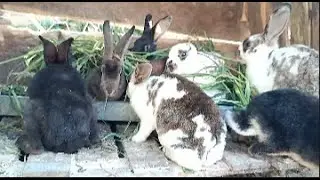 Como Fazer Feno Para Seu Coelho Sem Gastar Nada!✨💖🐾🐇🐹💚