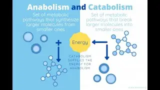 Anabolism vs Catabolism | Endergonic & Exergonic Reactions Explained