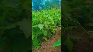 ගස් 600 යි මාසෙට ලක්ෂයයී........වම්බටු වගාව..SL Agry.