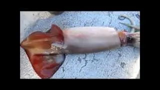 Chris' Fishing and Whale Watching Rock Cod 10.26.12