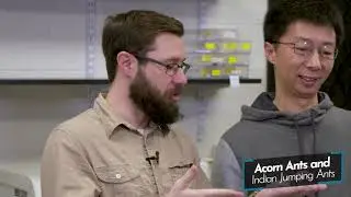 Ant Ecology and Evolution Research
