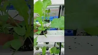 #hydroponics #Palak #soillessfarming #garden #plants