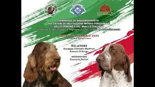 Seminario di aggiornamento sui criteri di valutazione dello Spinone e del Bracco Italiano - 25.01.25