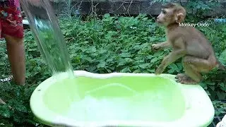 Baby Monkey Dodo Waiting Mom Put Water To Swim