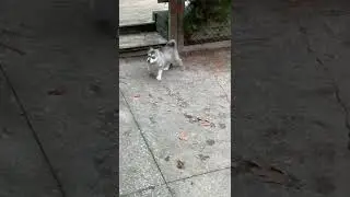 Very Cute Siberian Husky Puppy with white tip tail 🐶🐾💙