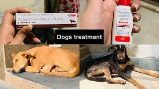 Chot lg gai mere dog k - dog treatments wounds #love #dog #video #streetdog #viral #trending