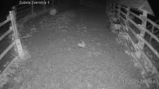 Zubria zvernica (cam212) 21.12.2025 o 18:13