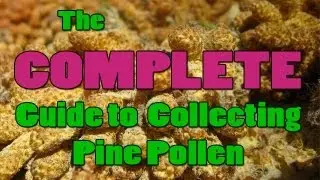 How To Harvest Pine Pollen
