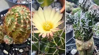 OS CACTOS SUAS FORMAS E OS CUIDADOS 