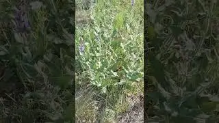 Похоже на Шалфей лекарственный / It looks like medicinal sage