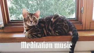 Contemplation of meditating cats to the meditative music of a harp ✨