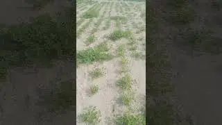 peanut (maung phali) on sprinkler irrigation by using regenerative agriculture technique