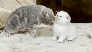 Leo, the kitten who meows loudly for Lulu, the native cat, is so cute!