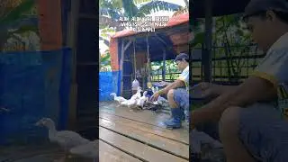 #ternakunggas #storytime #sad #duck