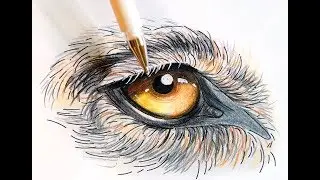 The Secrets of Coloring:  Tutorial - How to Color a Wolf Eye