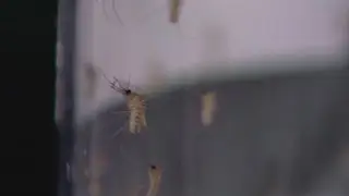 Human cases of West Nile virus reported in St. Louis County