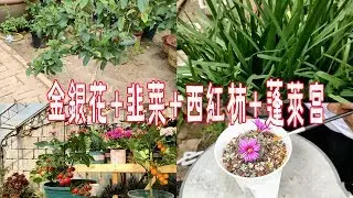 【養養養花花花】別人盆栽金銀花，株型好看，年年開花爆盆，原來用了這方法！
