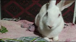 Bunny care is live! cute baby and mummy rabbit @bunny-care#shorts#viral#shortfeed
