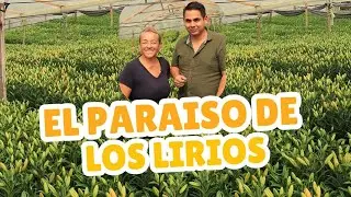 Plantas que Dan Plata: ¡Consejos de Olga para Cultivar Lirios Exitosos en Zipacón!