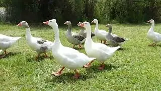 Badajoz - Gansos en el Parque del Guadiana.