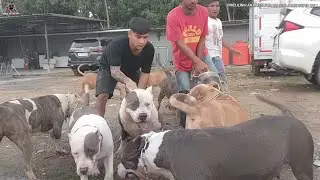 PULUHAN ANJING RAKSASA SUPER GEDE DI LEPAS || MANG BEBEN DIKELILINGI ANJING JAMBI SUPER BULL