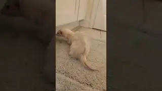 Ferret Bath Time Part 2 (Nugget)