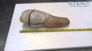 Panopea abrupta Clam