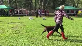 12.06.2016 Special Labrador dog-show (Championship club) - winner class