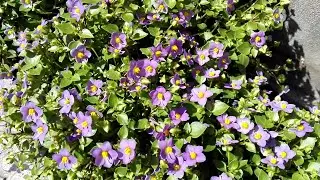 Exacum affine (Persian Violet)