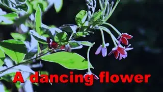 A  #dancing  #flower