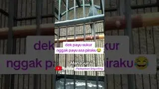 saeran abu #saeran #saeranabu #srigunting #sriguntingkelabugacor #masteran #masteranburung #masteran